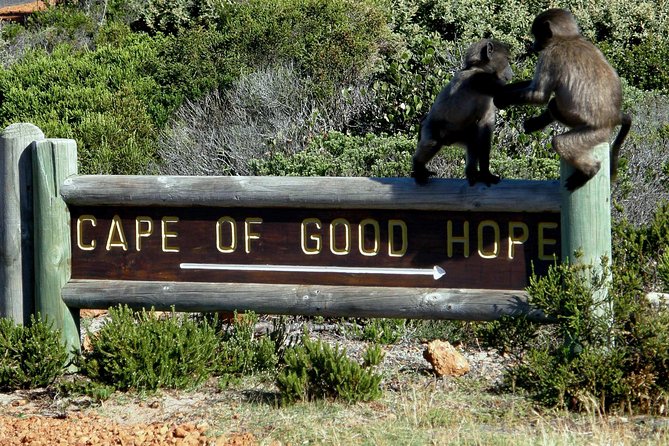 Cape of Good Hope, Cape Point & Penguins, Private Morning Tour - Professional Guide and Lunch