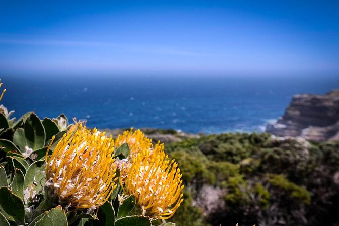 Cape Point Explore With Boulders Penguins Small Group Day Tour - Traveler Experiences