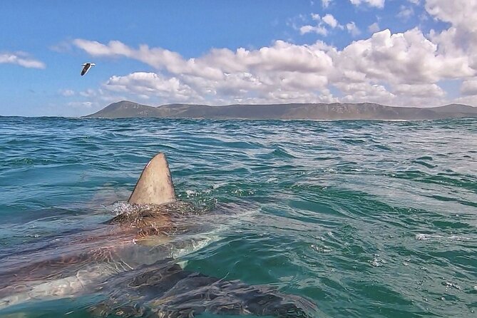 Cape Shark Diving Adventures - Pricing and Booking Options