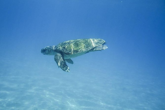 Caretta-Caretta Turtle Trip - Accessibility and Recommendations
