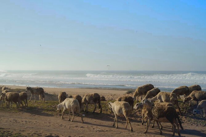 Casablanca to El Jadida Private Day Trip With Azemmour Excursion - Discovering Azemmour