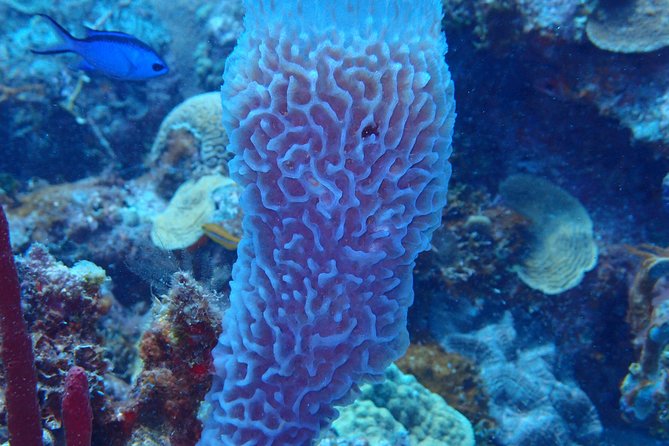 Catalina Island With Scuba Diving - Full Day Tour - Exploring Catalina Island
