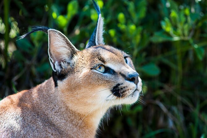 Cats in Conservation - Behind-the-Scenes Wildlife Experiences