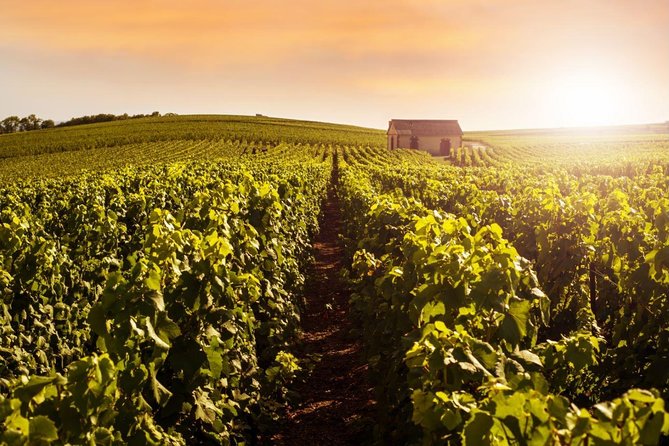 Champagne Moet and Chandon Private Tour With Tastings From Reims or Epernay - Reviews and Feedback