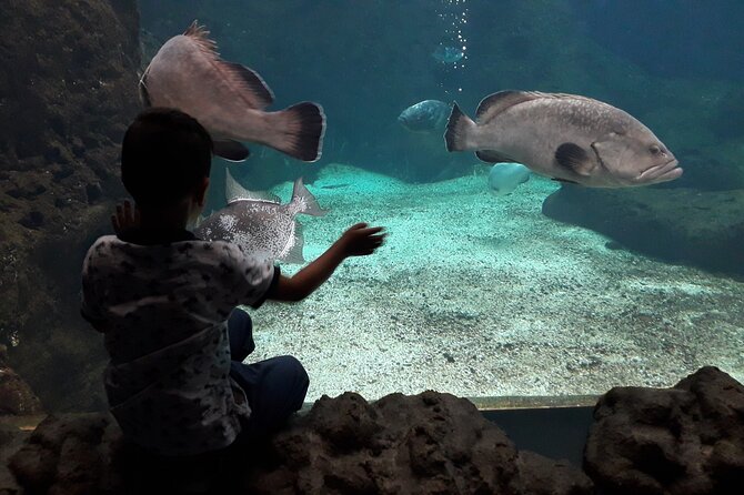 Chania Childrens Day CretAquarium Dinosauria and Labyrinth Park - Health and Safety Information