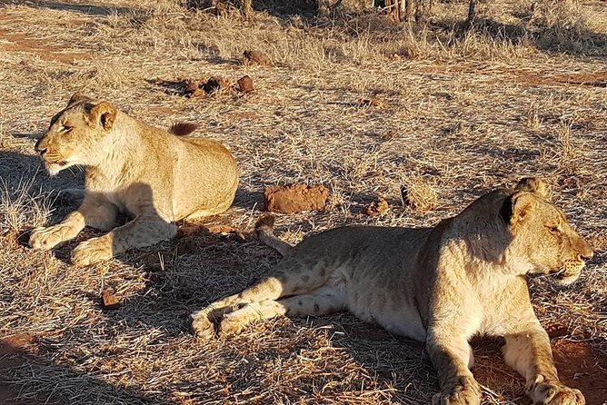Chobe Day Trip From Victoria Falls - Accessibility Features