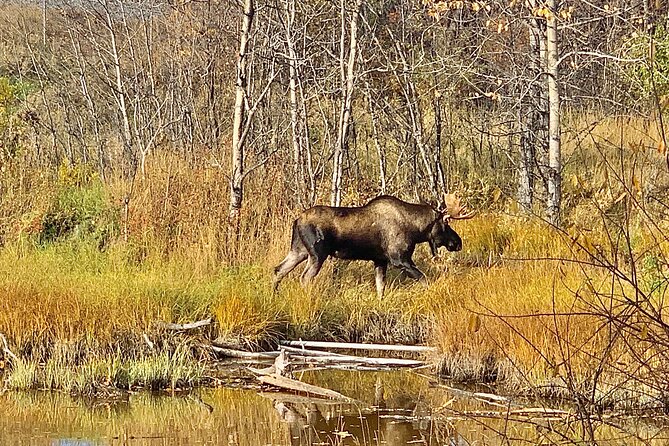 Chugach State Park Nature Walk - Wildlife and Flora Insights