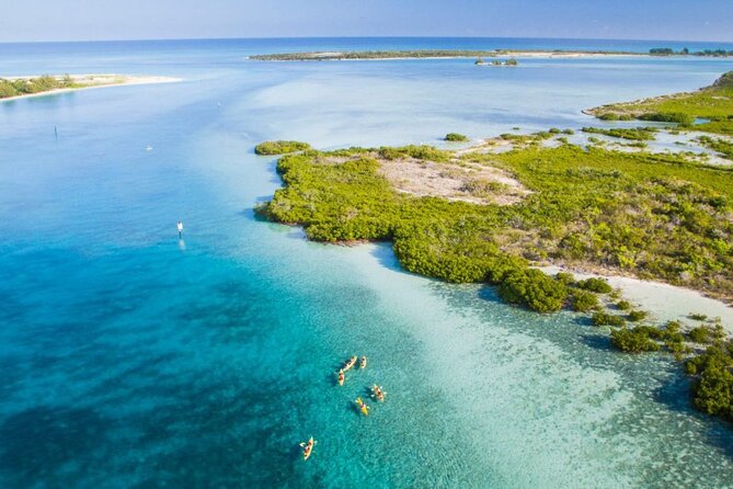 Clear Bottom Kayak Mangrove Eco Tour - Recommendations and Cautions