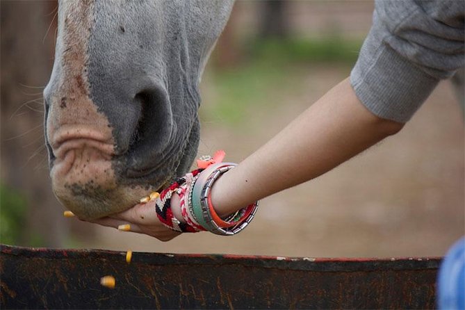 Coaching With Horses in Buenos Aires, Argentina - Pricing and Booking