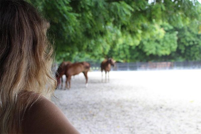 Coaching With Horses in Dominican Republic - About the Horses