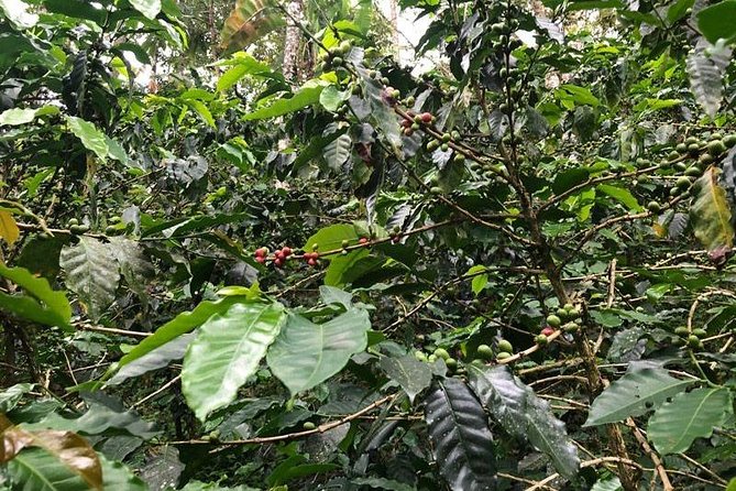 Coffee Experience - Finca in Fredonia - Transportation and Accessibility