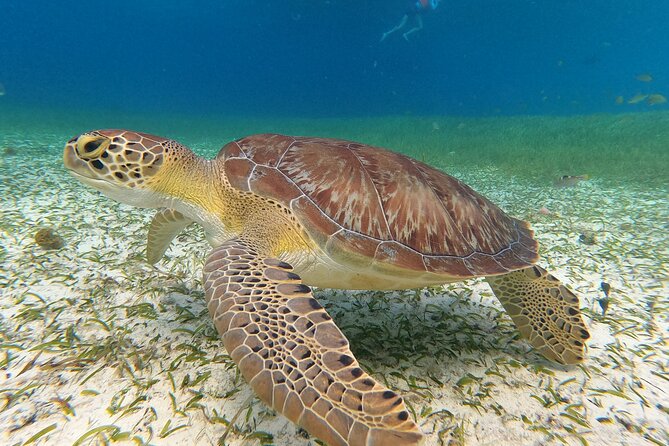 Columbia , Palancar & Cielo Snorkel Tour - Customer Feedback
