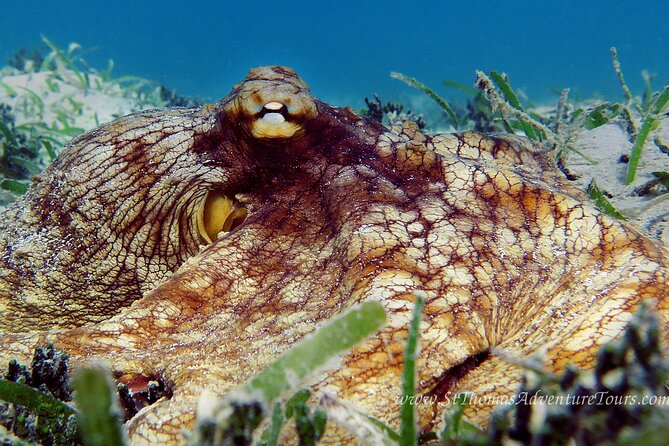 Coral Reef and Turtle Kayak Excursion - Wildlife Sightings