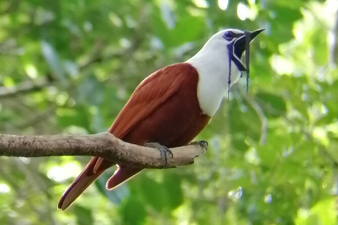 Curicancha Birdwatching Tour - What to Bring