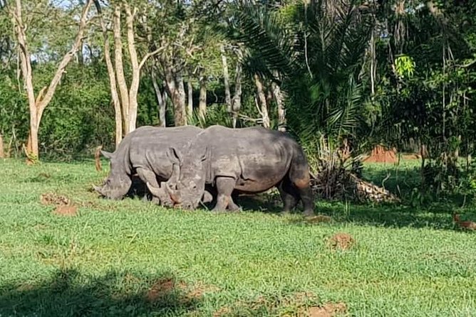 Day Tour Of Ziwa Rhino Sanctuary and Wildlife Ranch - ZIWA RHINO TREKKING - Rhino Trekking Experience