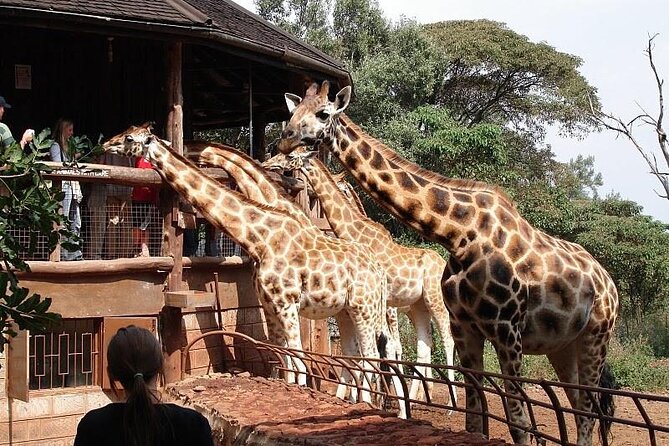 Day Tour to Nairobi National Park and Giraffe Center - Pricing and Payment Options