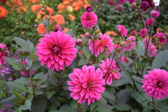 Day Trip Flower Island of Mainau Including Meersburg - Pricing Details