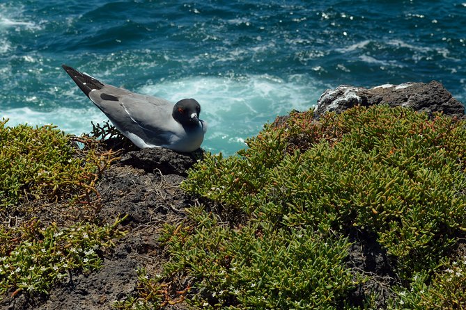 Day Trip to South Plaza Island From Puerto Ayora - Reviews and Experiences