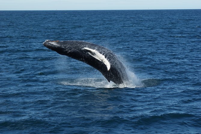 Deluxe Whale Watching and Whales of Iceland Exhibition Combo From Reykjavik - Customer Feedback