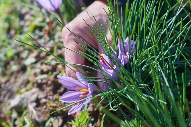 Discover Montalcino Through Its Best Productions: Brunello & Saffron!! - Meeting Point and Logistics