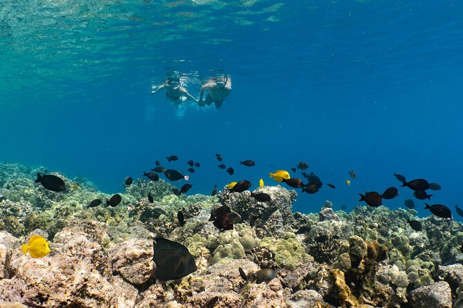 Discover Pawai Afternoon Reef Snorkel - Questions About Your Stay
