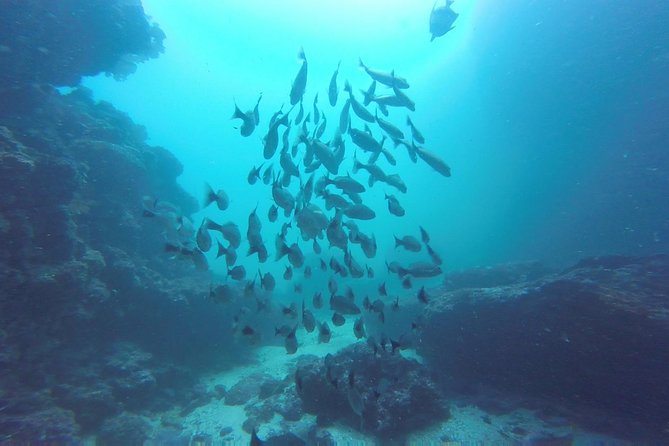 Discover Scuba Diving - Pricing and Booking