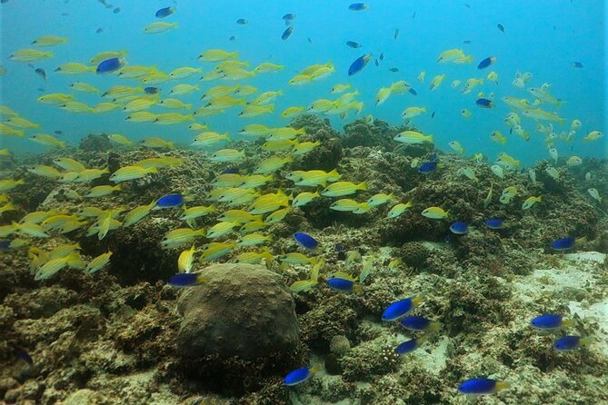 Discover Scuba Diving in Mauritius - Cancellation Policy Explained