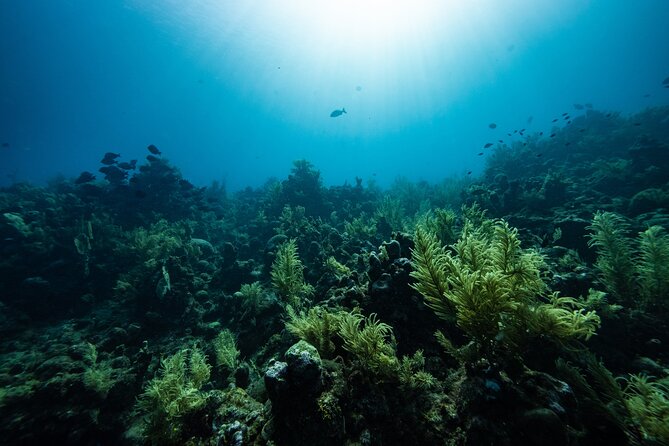 Discover Scuba Diving in Roatan at Upachaya With Private Transfer - Explore Vibrant Underwater Ecosystem