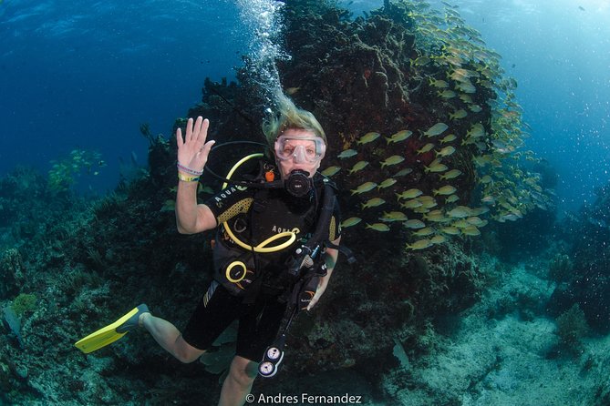 Discover Scuba ,Musa and Manchones Reef Dive Without License - Highlights of Musa and Manchones Reef