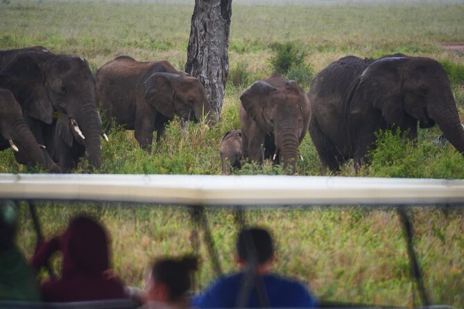 Discover the Group Joining for 5-Day Tanzania Safari in 2025 - Personalized Attention and Convenience