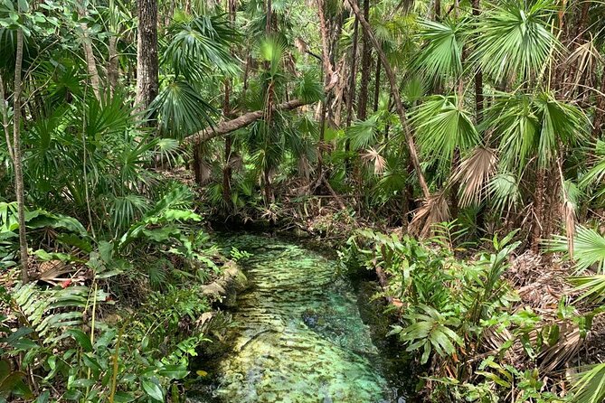 Discovery Tsonoti in Day of Non Touristic Cenotes - Exploring the Tsonoti