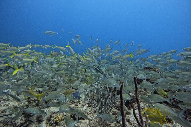 DiveCarib - An Eco-Friendly Certified Diver Trip in Antigua - Health and Safety Requirements