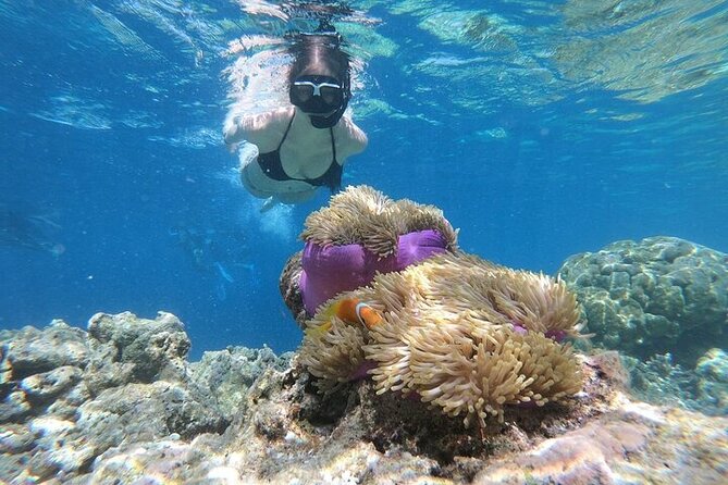 Diving And Snorkeling To Ras Mohamed And White Island By VIP Boat - Delightful On-Board Dining and Refreshments