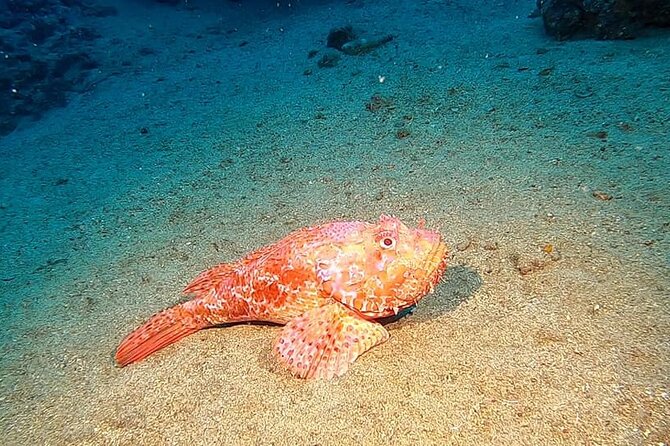 Diving Experience in Polignano a Mare With Certification - Health and Safety