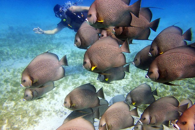 Diving in Cancun for Certified Divers | 2 Dives | All Inclusive - Positive Guest Feedback