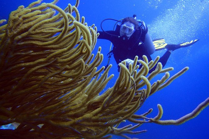 Diving in the Mexican Caribbean for Beginners | 2 Tanks 2 Dives | All Inclusive - Highlights of the Underwater Marine Life