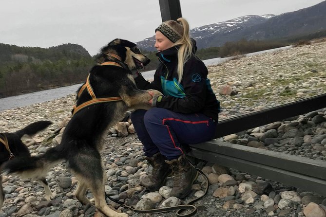 Dog Driving With Dog Carriage in the Alta Valley Along the Famous Salmon River - Accessibility Information