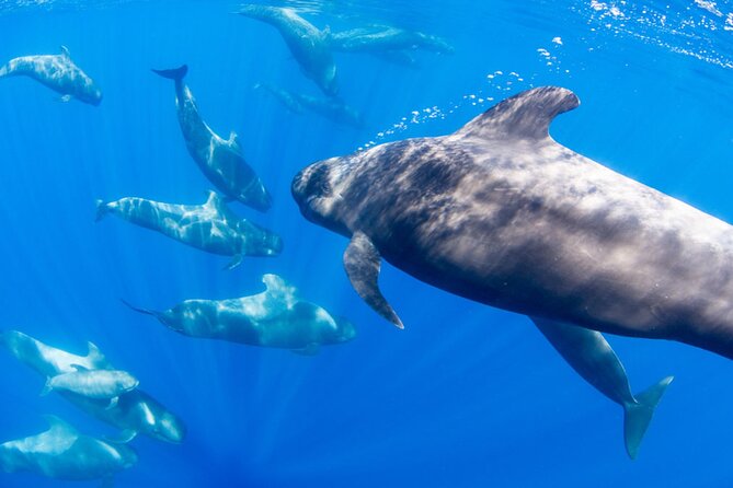 Dolphin and Whale Watching in La Restinga - Customer Reviews and Feedback