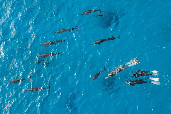 Dolphin House Samadai Reef Boat Snorkeling Trip From Marsa Alam - Booking Information and Pricing