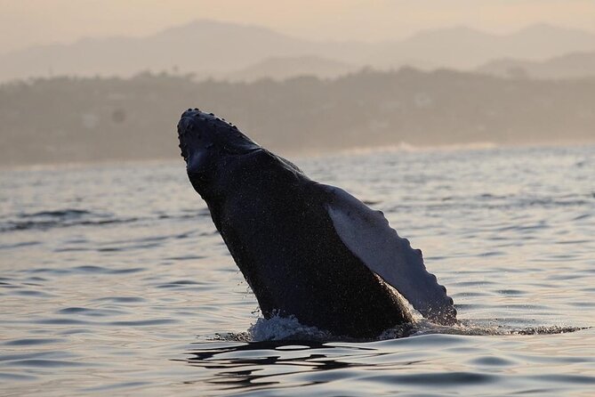 Dolphin Watching - Pickup and Dropoff