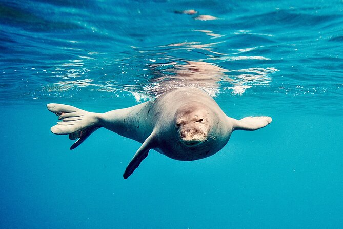 Dolphin Watching & Snorkel in the West Coast Line of Oahu - Snorkeling Equipment and Gear