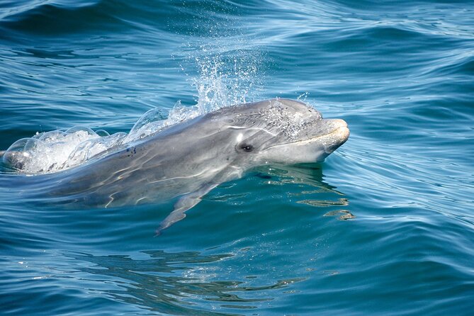 Dolphins & Caves on Rib Boat - Tour Duration and Group Size