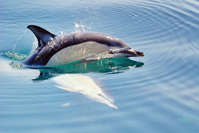 Dreamer Cave and Dolphins Boat Tour Ticket Albufeira - Preparation and Additional Information