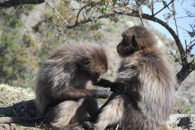 Drive to Portuguese Bridge (110km From Addis Ababa) - Reviews and Ratings