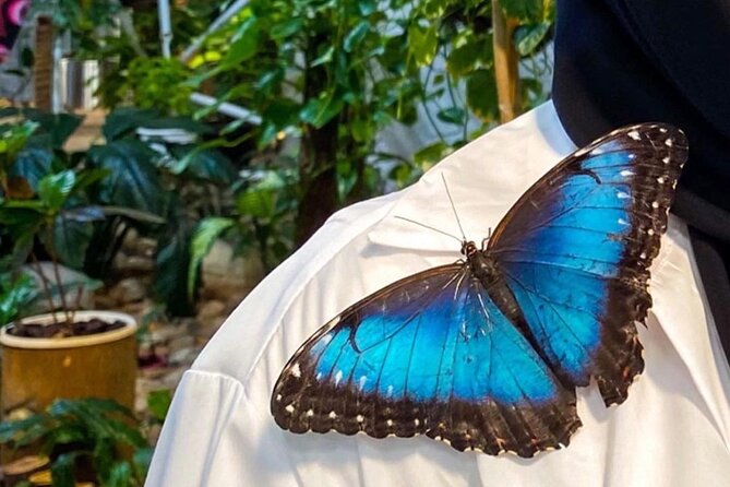 Dubai Butterfly Garden Entry Ticket - Operating Hours and Confirmation