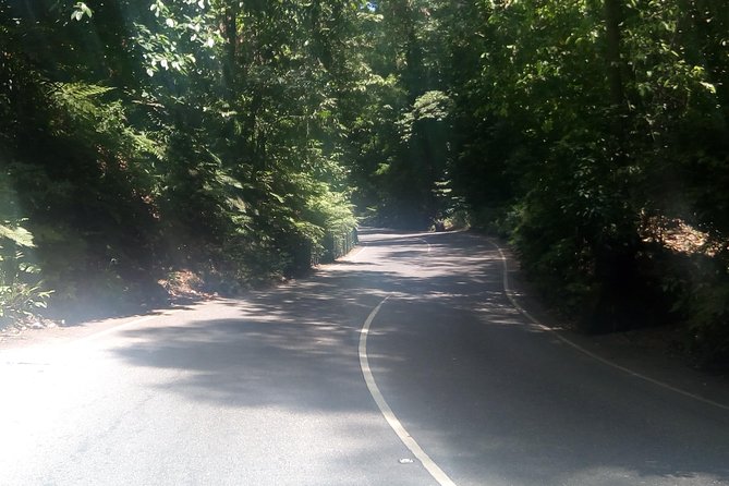 Dunns River Falls and Fern Gully Highlight Adventure Tour From Kingston - Hiking Through Fern Gully