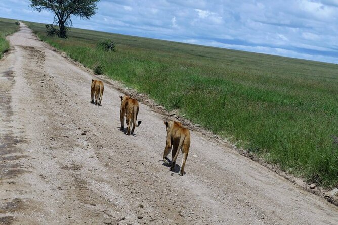 Early Morning Half Day Mini Safari To Nairobi National Park - Booking and Cancellation Policies