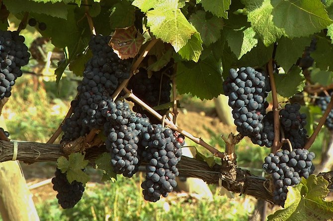 East Kelowna Wine Tour - Classic - 4 Wineries - Picnic Lunch Offered