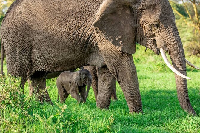 Elephant Safari Tanzania 4 Days **Sustainable Approach to Travel - Unforgettable Sights and Encounters