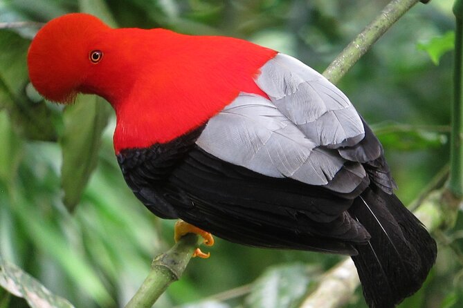 Enjoy The Beauty Of The Birds Of The Northwest - Birdwatching Tips